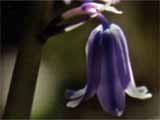 photo: Spanish bluebell