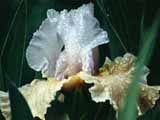 photo:iris