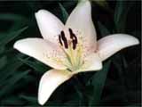 photo: lily
