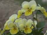photo:viola