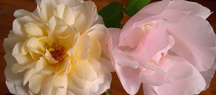 photo: roses Gruss an Aachen and Souvenir de St Anne's