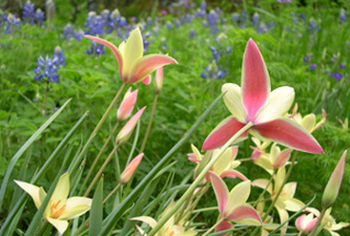 photo: Tulipa clusiana and Lupinus texensis