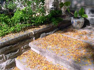 photo: fall leaves