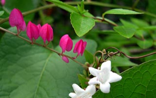 Antigonon leptopus