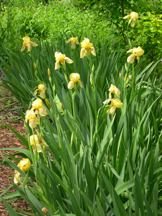 Zanthan Gardens: yellow heirloom iris