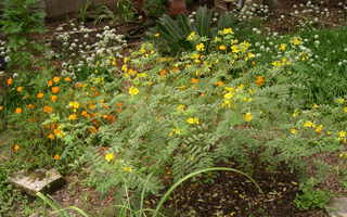 Zanthan Gardens: fall meadow