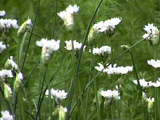 photo: Allium Neapolitanum