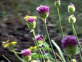 photo: Allium Sphaerocephalon