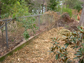 Christmas tree mulch and west border