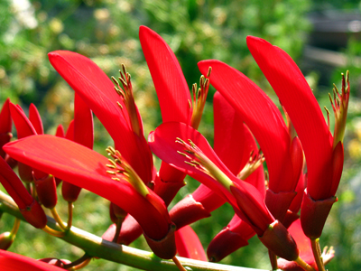 coral bean