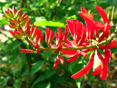 coral bean