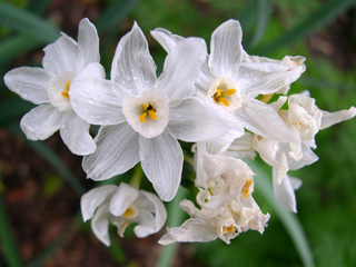 Paperwhite narcissus Grandiflora