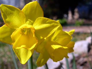 Narcissus jonquilla Quail