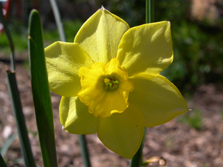 Narcissus jonquilla Trevithian