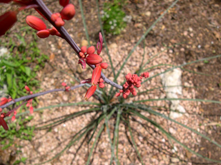 photo: Hesperaloe parviflora red yucca