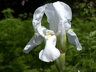 photo: Iris albicans