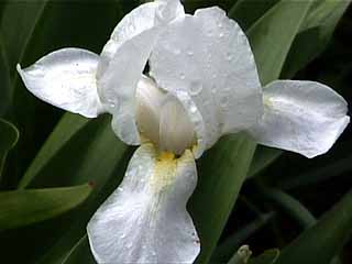 photo: Iris albicans