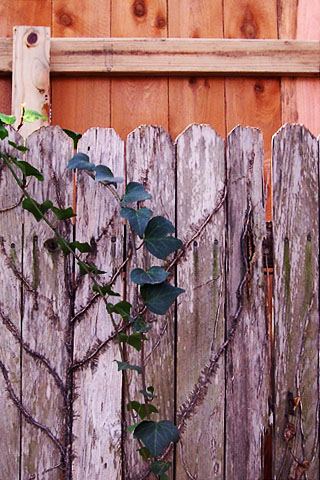 photo: privacy fence