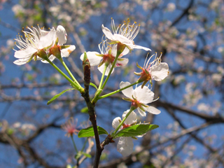 photo: Prunus Mexicana