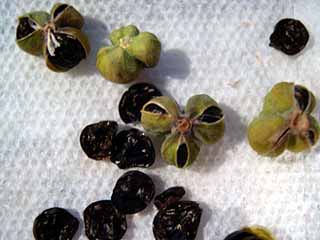 photo: Rhodophiala Seeds