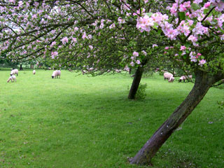 apple tree and sheep at Hidcote Manor Garden