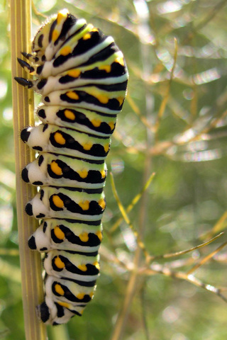 photo: Swallowtail Caterpillar