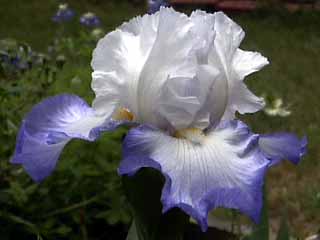 photo: tall bearded iris 'Alizes'