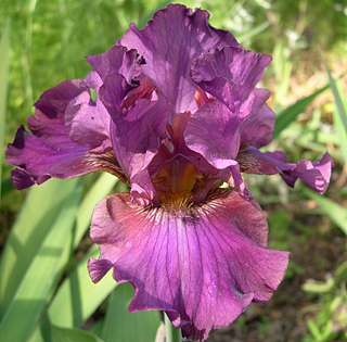 photo: tall bearded iris 'Raspberry Wine'