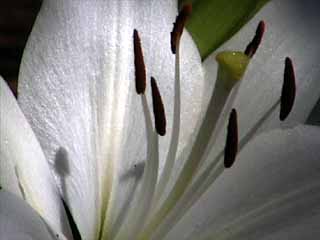 photo: Asiatic lily