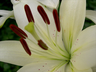 photo: Asiatic lily
