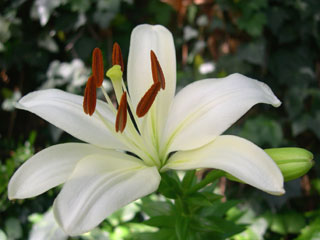 photo: asiatic lily