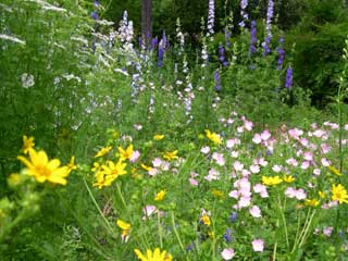 photo: meadow wildflowers