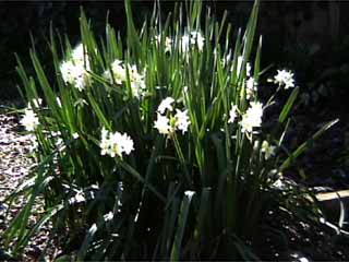 photo: Narcissus tazetta Grand Primo
