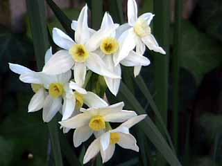 photo Narcissus tazetta Grand Primo