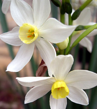 Narcissus tazetta Grand Primo