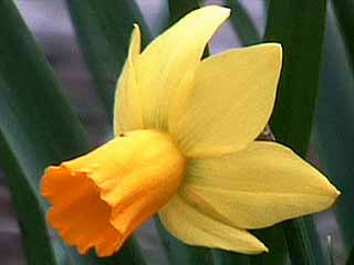 photo: Jetfire daffodil