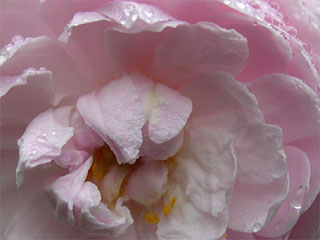 photo: rose blush noisette