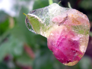 photo: frozen rosebud 