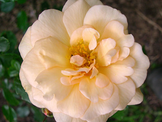 hybrid musk rose: Buff Beauty