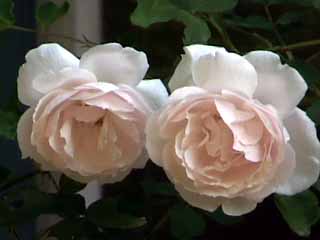 photo: rose 'Madame Alfred Carriere' 