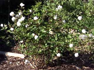 photo: rose bush Ducher