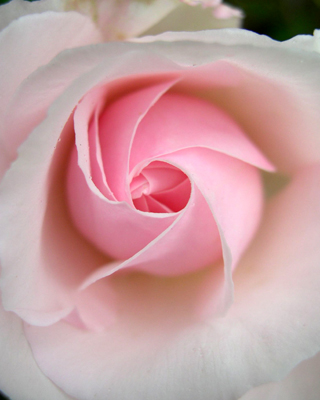photo: rose Souvenir de la Malmaison