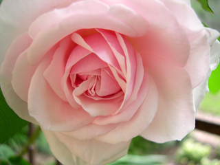 photo: rose Souvenir de la Malmaison