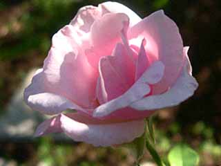 photo: rose Souvenir de St Anne