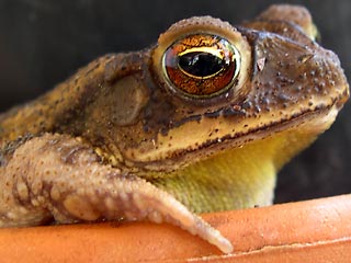 photo: garden toad
