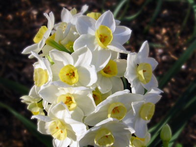 Zanthan Gardens Week 6 Narcissus Grand Primo
