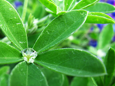 photo: raindrop on bluebonnet leaf