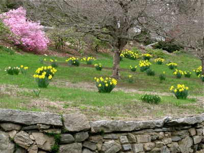photo: daffodils