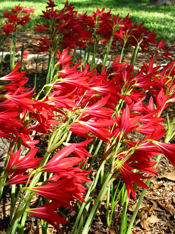 oxblood lilies