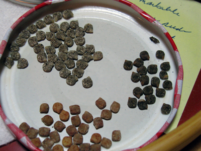 bluebonnet seeds